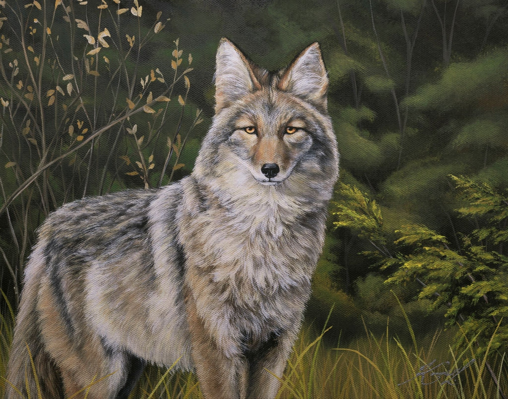Not Big, Not Bad, Not a Wolf - Fine Art Print